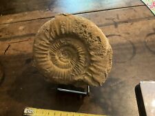Ammonites fossiles d'occasion  Arles