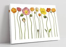 Poppy flowers illustration for sale  LONDONDERRY