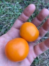 Semi pomodoro orange usato  Bleggio Superiore