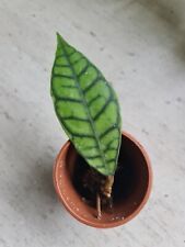Hoya callistophylla cutting for sale  LIVERPOOL