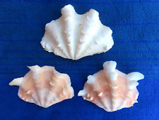 squamosa clam for sale  Oakdale