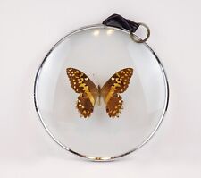 Vintage butterfly taxidermy for sale  Cary