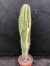 Pachycereus pecten aboriginum usato  Massafra