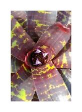 10x Neoregelia Sp. Leopard Ray Bromeliad Yellow Garden Plants - Seeds ID594 for sale  Shipping to South Africa
