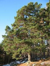 Valuable scots pine. for sale  MOELFRE