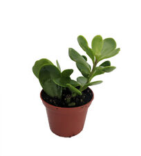 Trailing jade plant for sale  Wadsworth