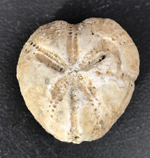Micraster heart fossil for sale  TIPTON