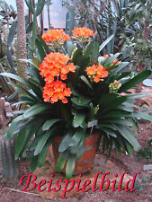 Clivia miniata regel gebraucht kaufen  Dreieich