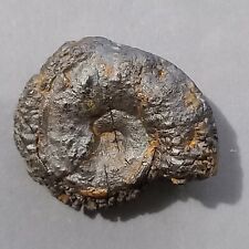 Hameimaceras zghalae fossile usato  Italia