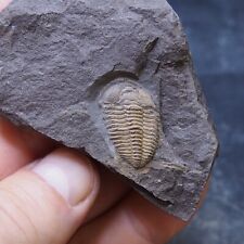 Czech trilobite conocoryphe d'occasion  Expédié en Belgium