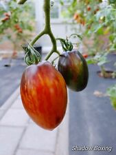 Shadow boxing tomate gebraucht kaufen  Fredersdorf-Vogelsdorf