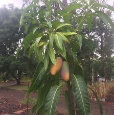 "Árbol frutal tropical mango mahachanok (mangifera) 12""-24" segunda mano  Embacar hacia Argentina