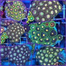 Assorted green zoanthid for sale  BIRMINGHAM