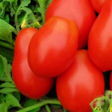 Roma tomato seeds for sale  Minneapolis