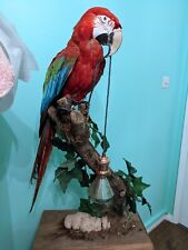 Taxidermy macaw exotic for sale  HAYWARDS HEATH