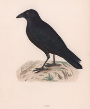 Crow. morris british for sale  LONDON