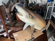 Hammer head shark for sale  Unionville