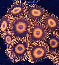 zoanthids zoa coral frags for sale  Columbia