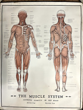 Vintage muscular system for sale  Selma