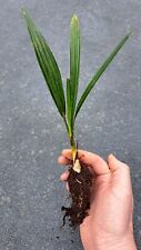 Trachycarpus wagnerianus winte for sale  Shipping to Ireland