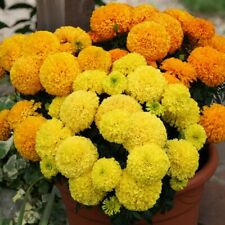 Marigold african dune for sale  WITHAM