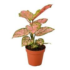 Chinese evergreen lady for sale  Marshall