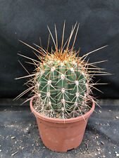 Atacamensis cactus piante usato  Massafra