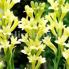 Yellow fragrant polianthes for sale  Shipping to Ireland