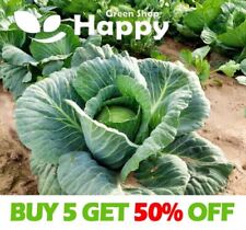 Vegetable seeds cabbage for sale  Shipping to Ireland