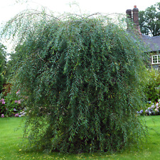 Salix purpurea pendula for sale  UK