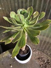 Aeonium undulatum succulent for sale  Shipping to Ireland