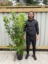 6ft potted cherry for sale  OLDHAM