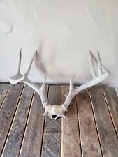 8pt whitetail deer for sale  Donahue