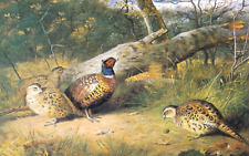 Pheasants. fallen beech. for sale  NELSON
