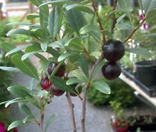 1 cereza arbusto Hansens, planta enraizada. Zonas 2-8 autopolinizantes, Prunus besseyi segunda mano  Embacar hacia Argentina