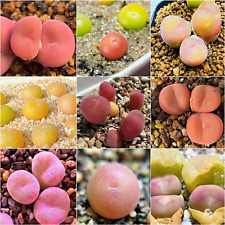 Conophytum concavum seeds for sale  BEXHILL-ON-SEA