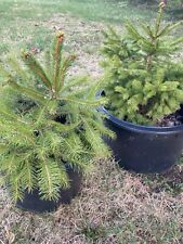 living evergreen pine tree for sale  Monroe