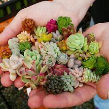 20 variedades surtidas de cactus suculentos vivos esquejes de jardín plantas de inicio segunda mano  Embacar hacia Argentina