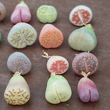 lithops for sale  Shipping to Ireland