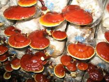Sementes de cogumelos secos Ganoderma lucidum, micélio reishi (poliporo lacado), 10g, usado comprar usado  Enviando para Brazil