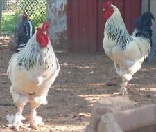 Bym chicken hatching for sale  Whitney