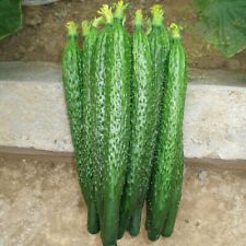 100 seeds cucumbers for sale  Shipping to Ireland