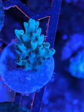 Marine coral fluorescent for sale  ARUNDEL