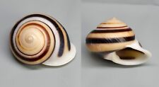 Shells - Papua novogineensis 39 mm.   land snail Indonesia - for sale  Shipping to South Africa