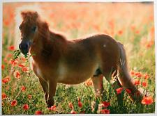 Pferde postkarte heye gebraucht kaufen  Langen