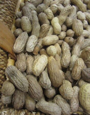 Arachide cacahuète hâtive d'occasion  Metz-