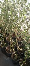 European black olive for sale  Shipping to Ireland