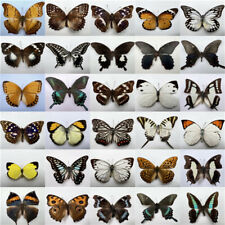 30 borboletas reais espécime insetos decoração para casa acessórios coleção arte comprar usado  Enviando para Brazil