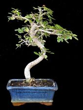 Bonsai ulmus parvifolia gebraucht kaufen  Knielingen