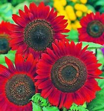 Velvet sunflower seeds for sale  Minneapolis